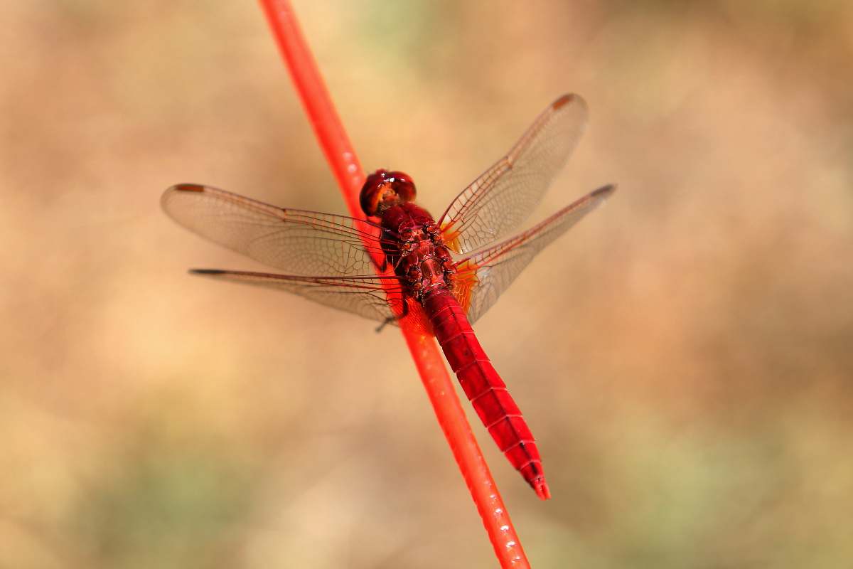 animal red firefly on red stick dragonfly