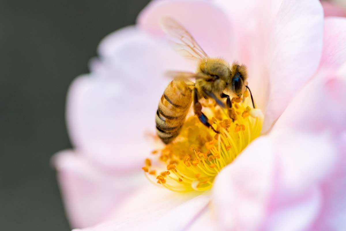 bee selective focus of bee perched on yellow flower animal