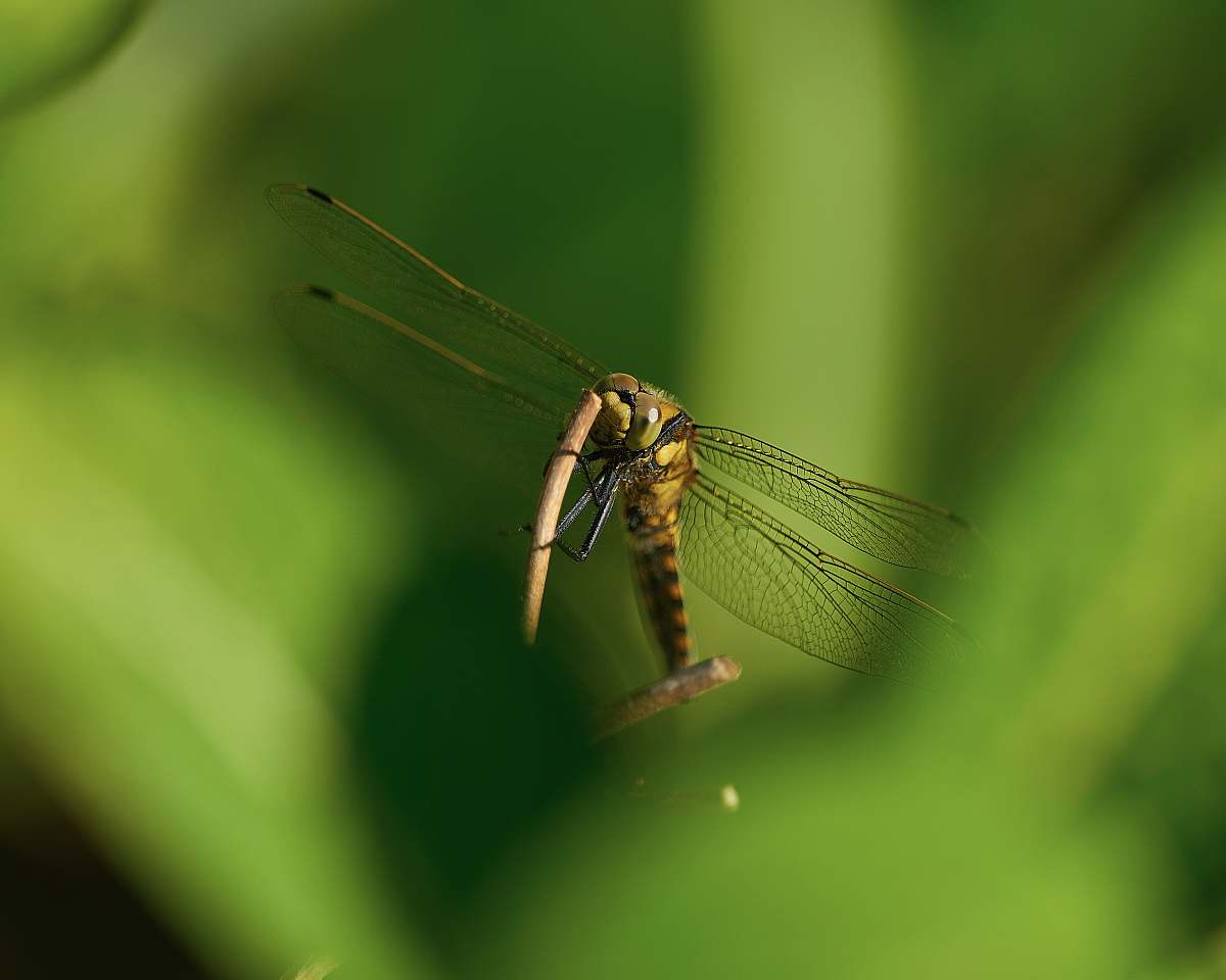 animal shallow focus photography of brown dragonfly dragonfly
