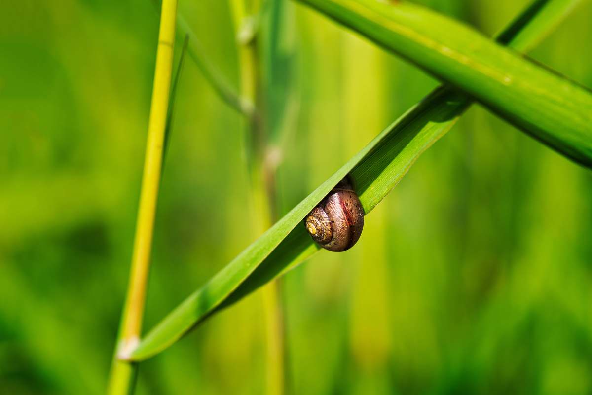 animal snail on leaf snail