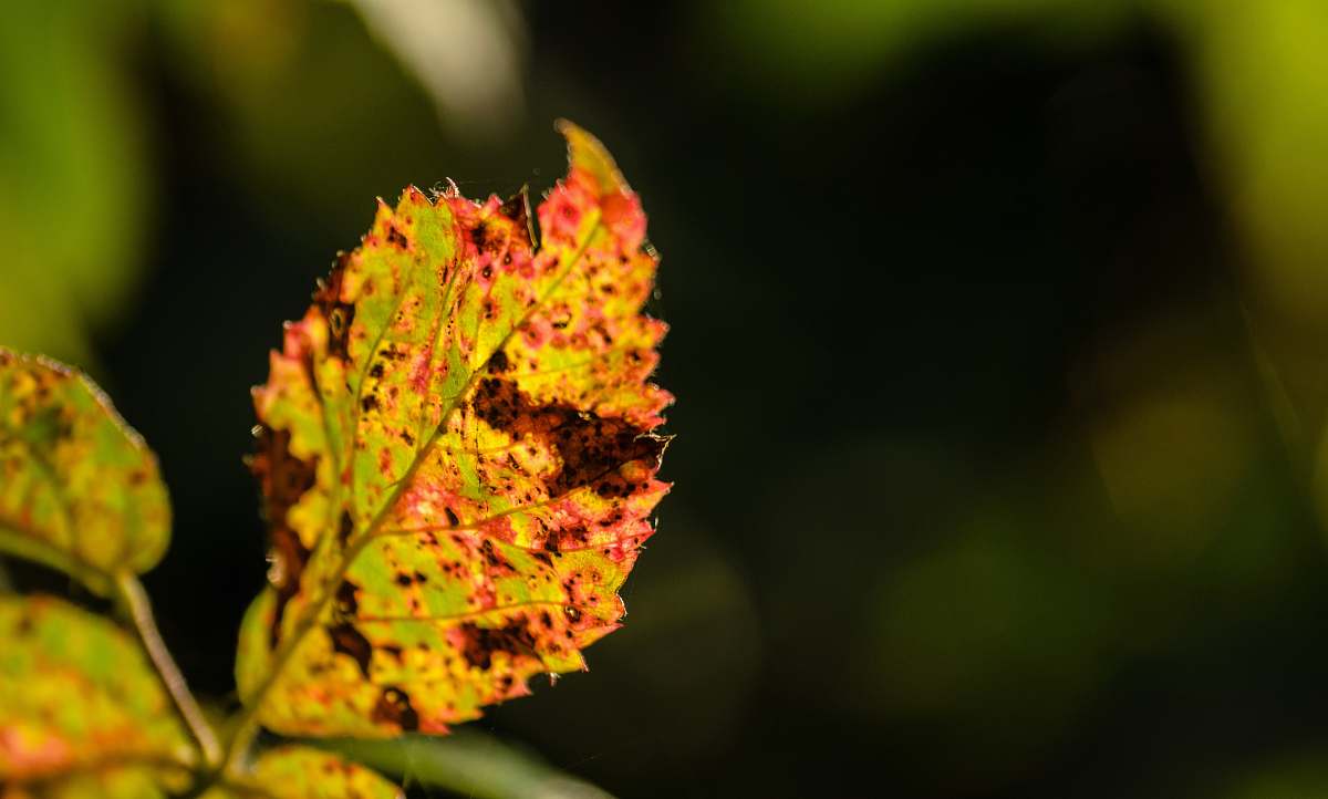 mottled close view of ovate leaf yellow leaf