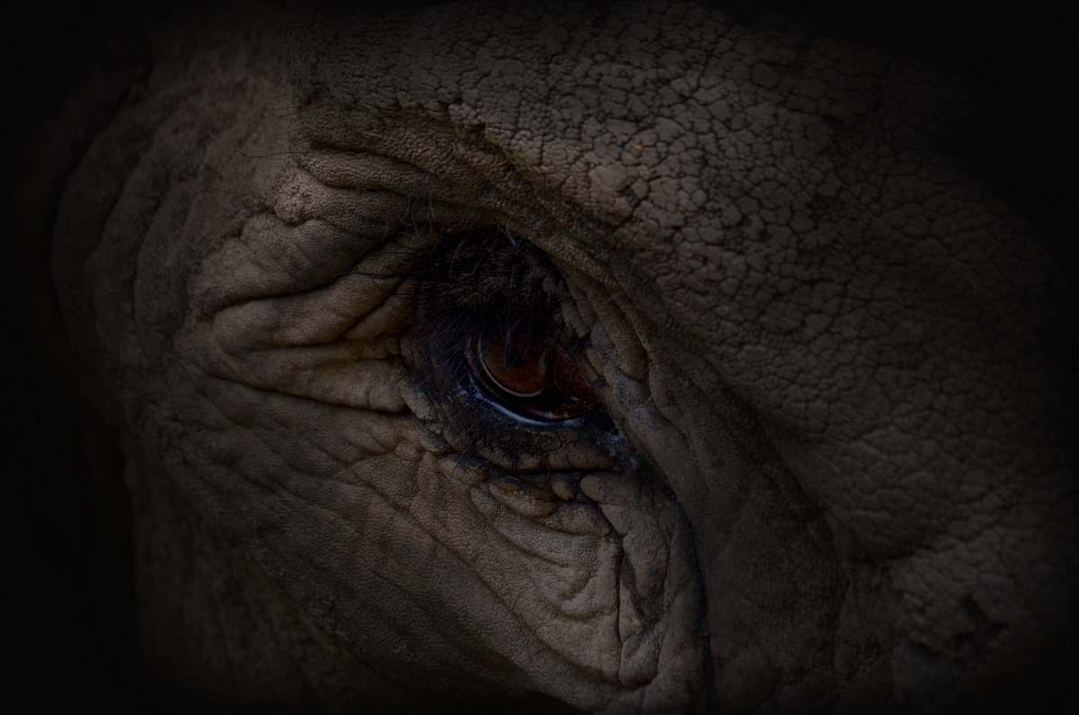 wildlife brown animal eye elephant