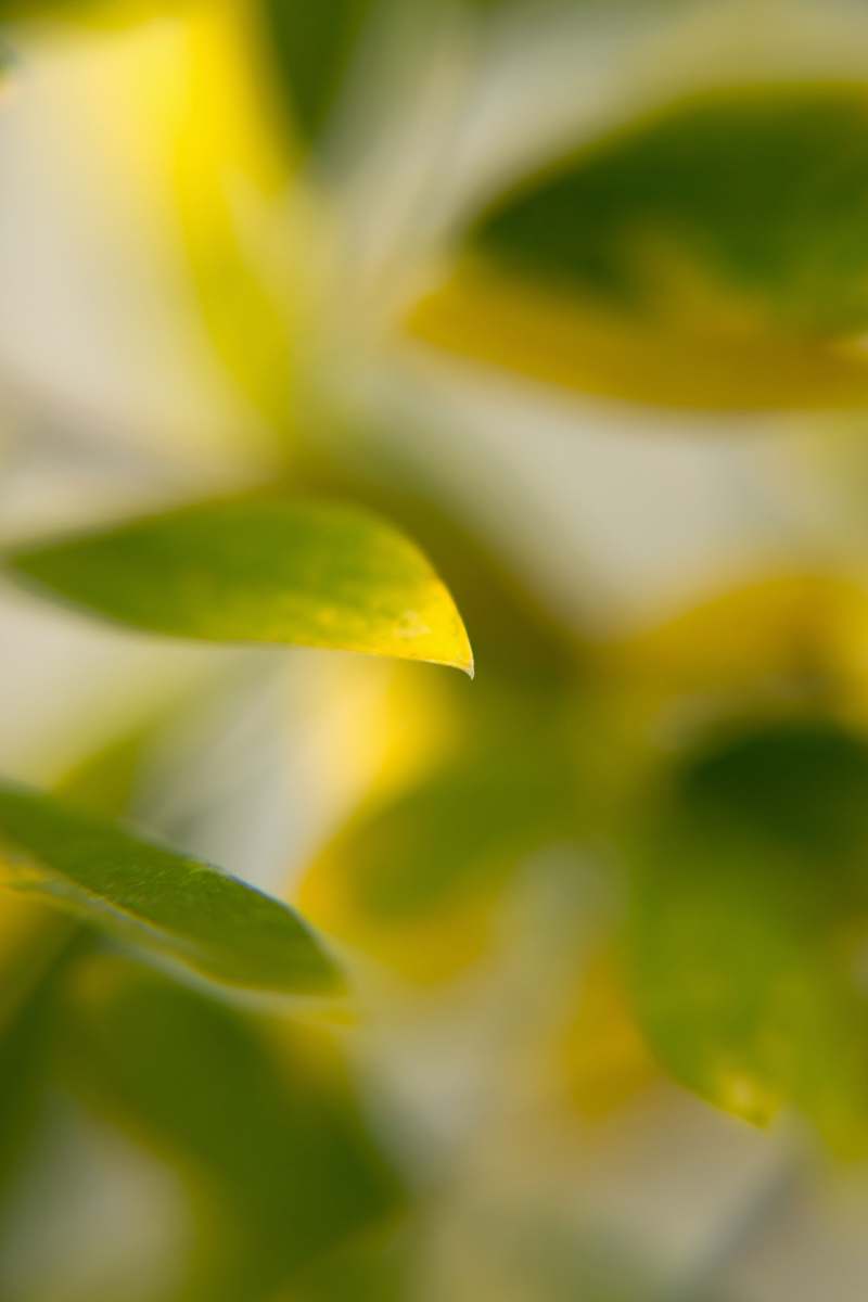 blur green leafed plant bokeh