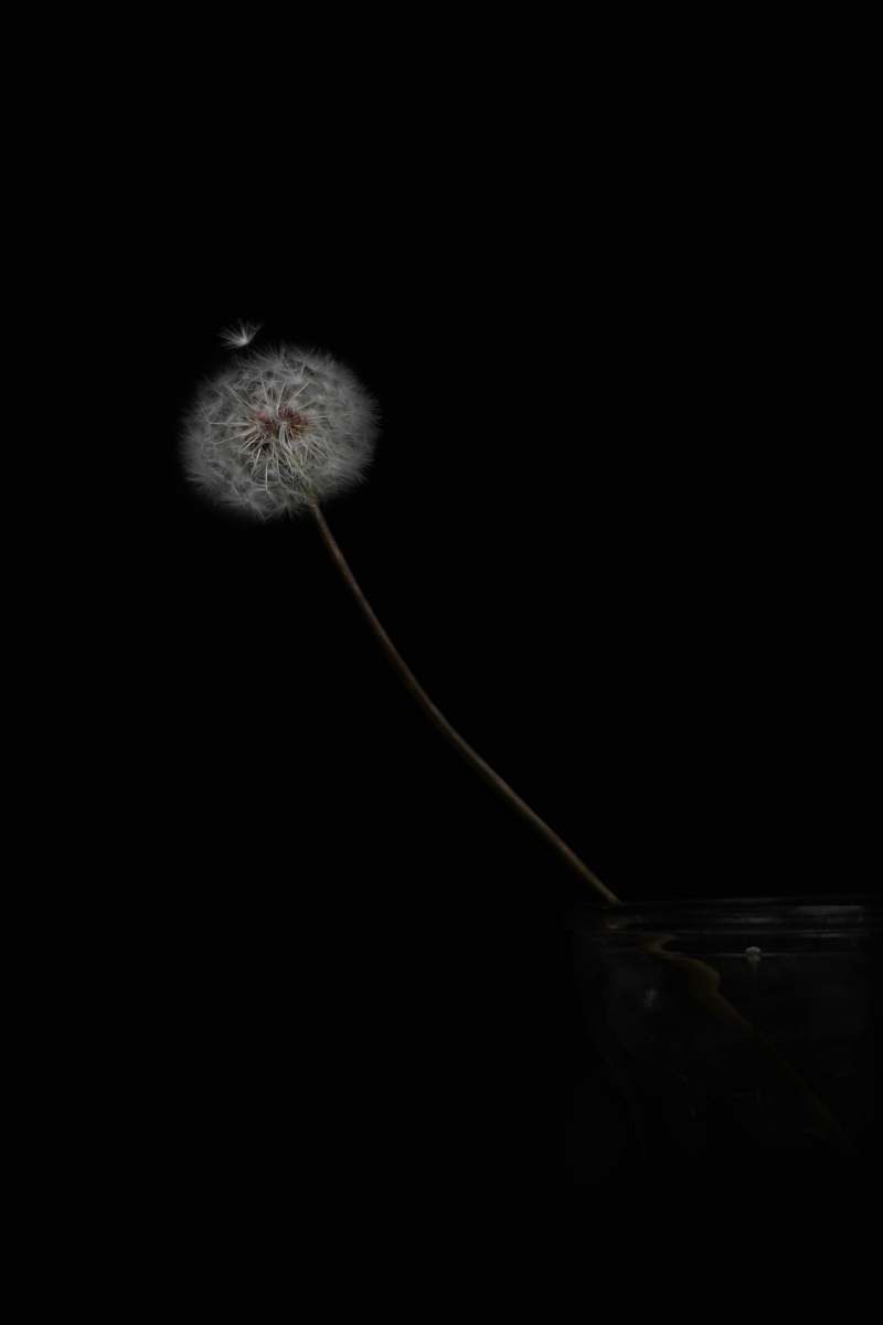 outdoors white dandelion with black background dandelion