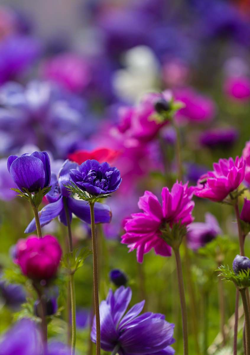human pink and purple flowers flower