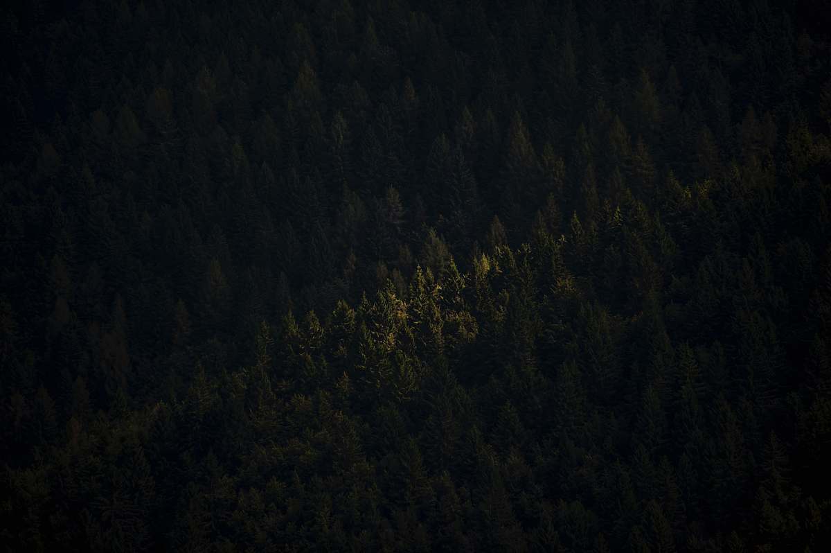 tree aerial photo of trees abies