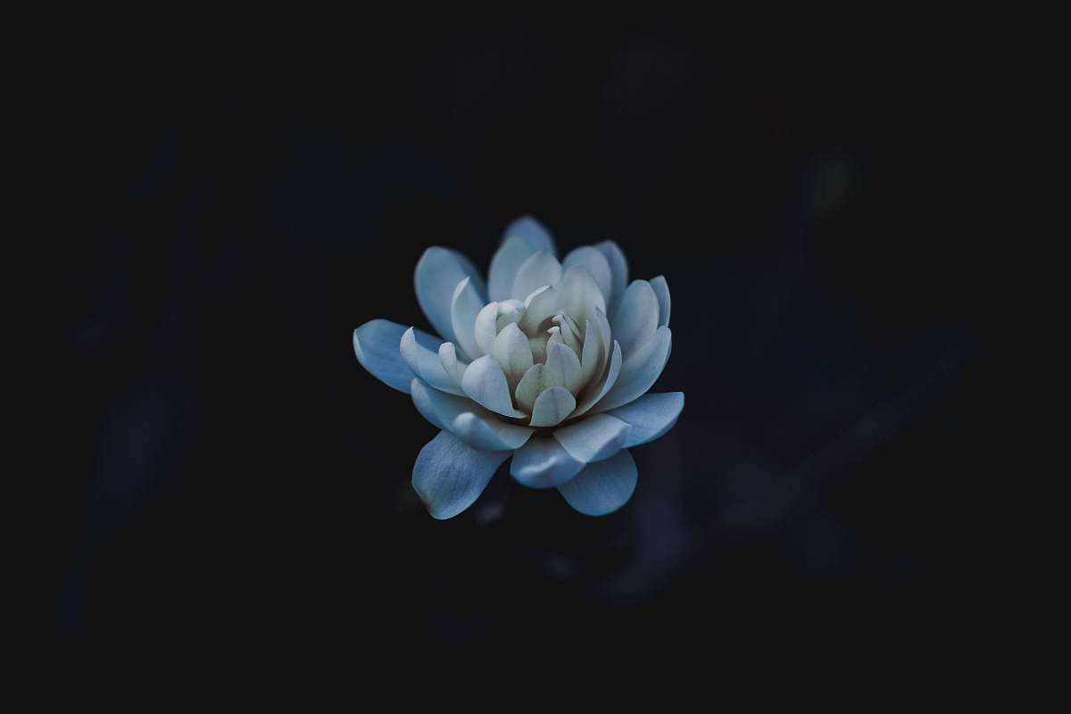 grey blue flower flower