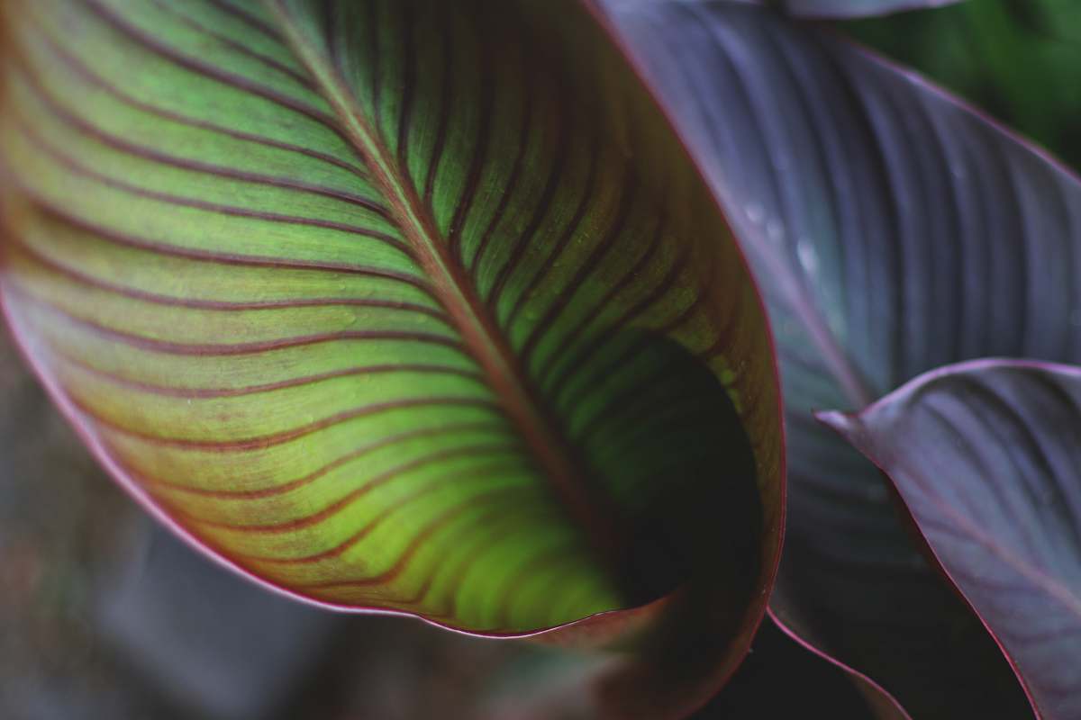laplace green and red leaves united states