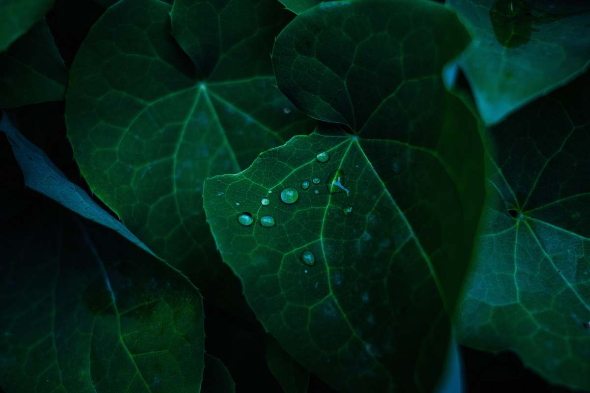 flora green leafed plant leaf