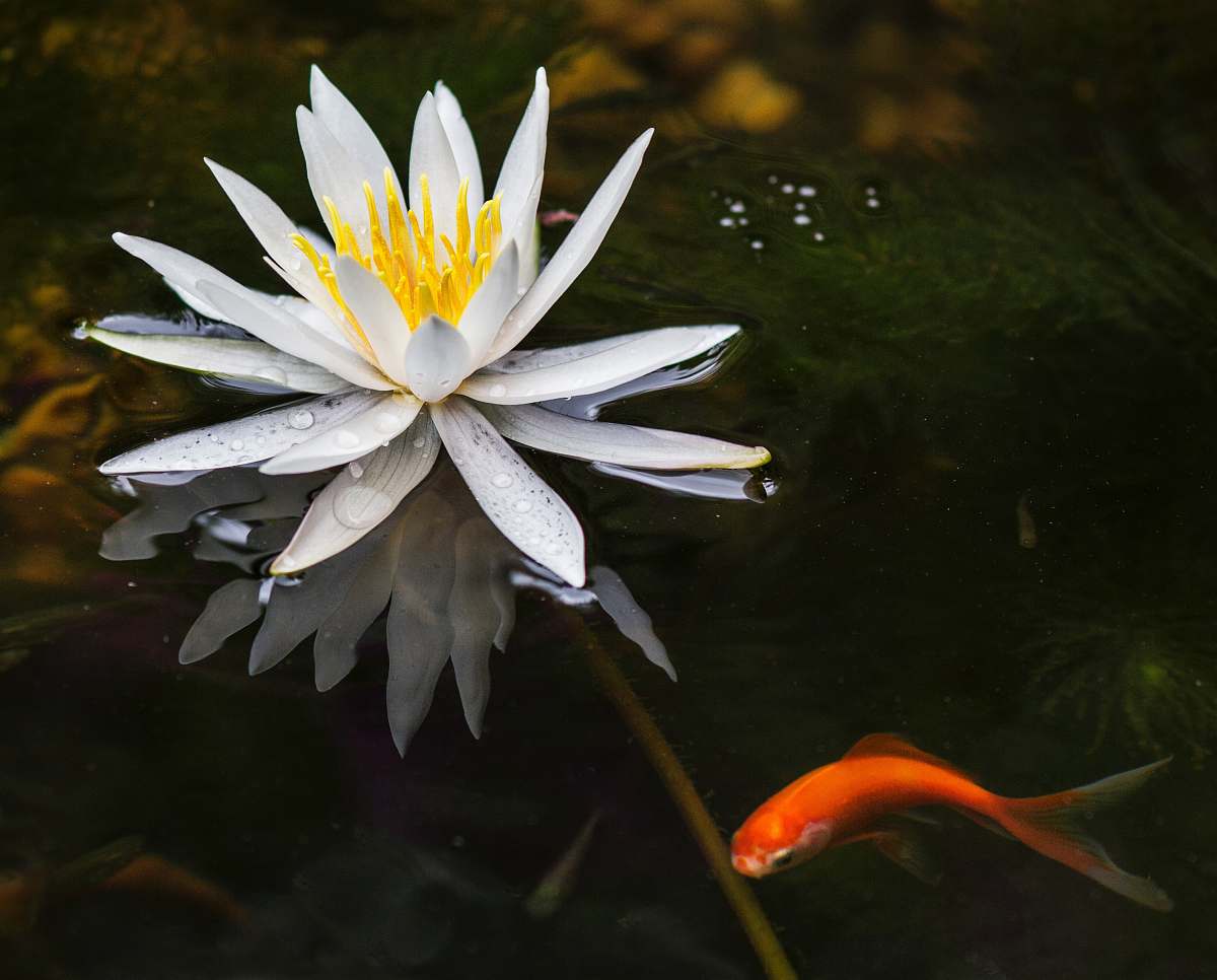 flower lotus flower on body of water with orange goldfish blossom