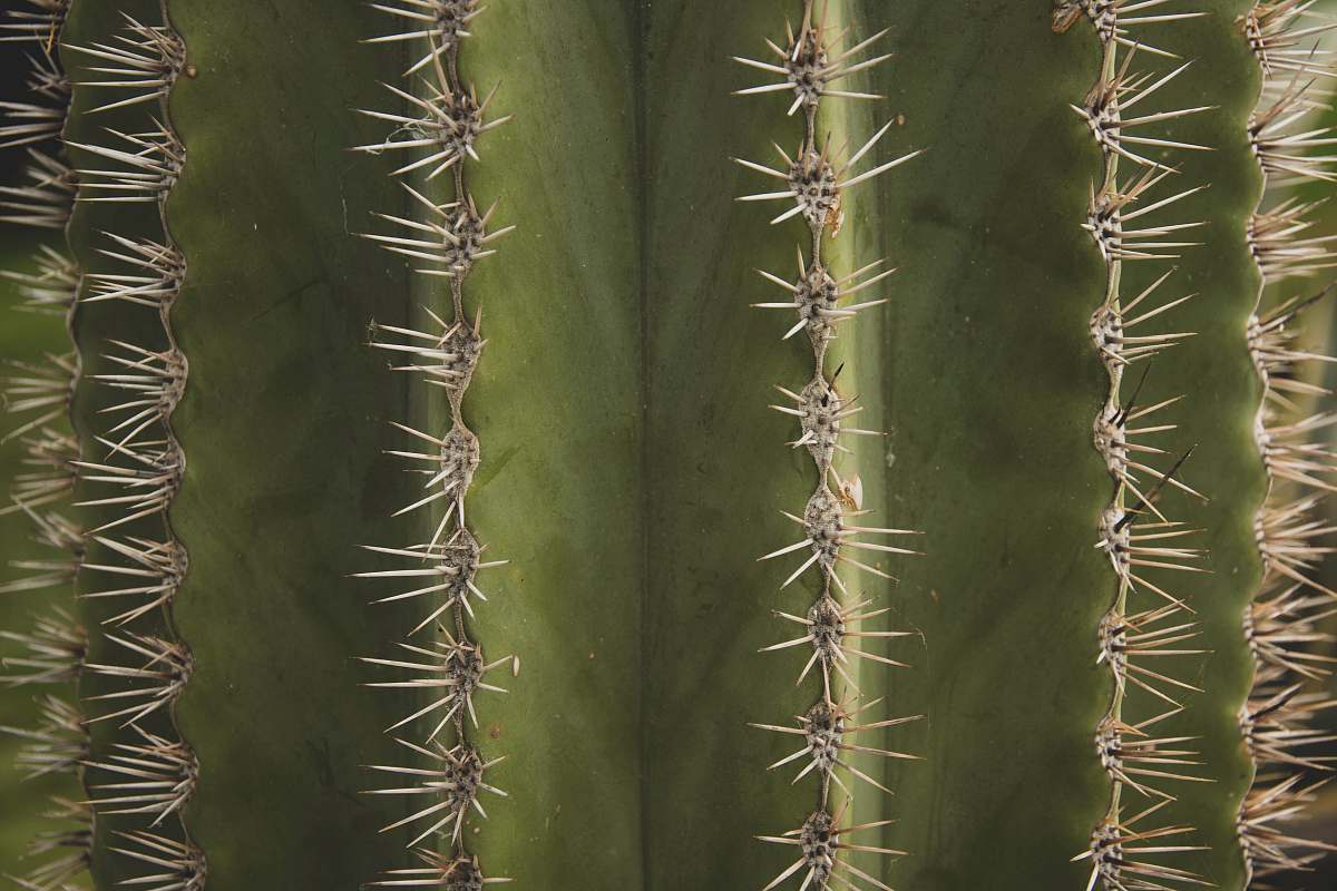 flora macro photograph of cactus plant cactus