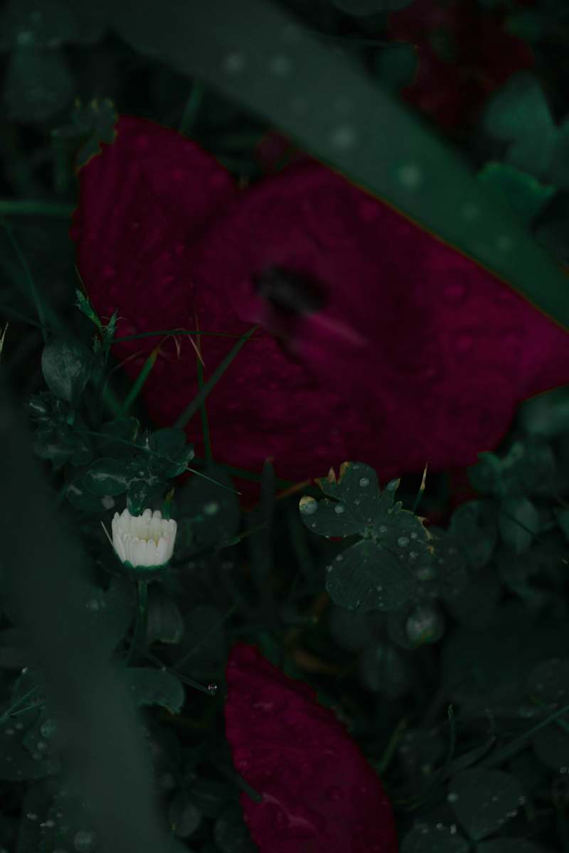 blossom red roses flower