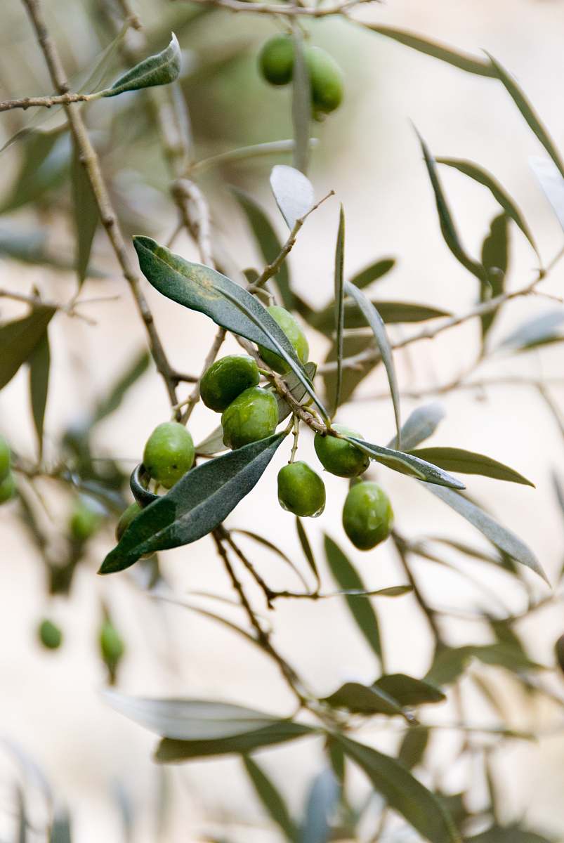 fruit round green fruits food
