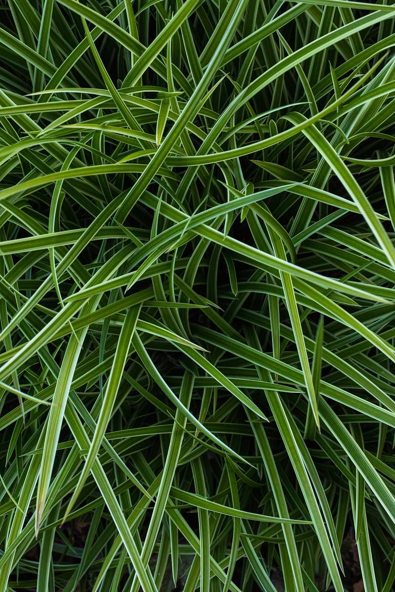 flora selective focus photo of green grass green