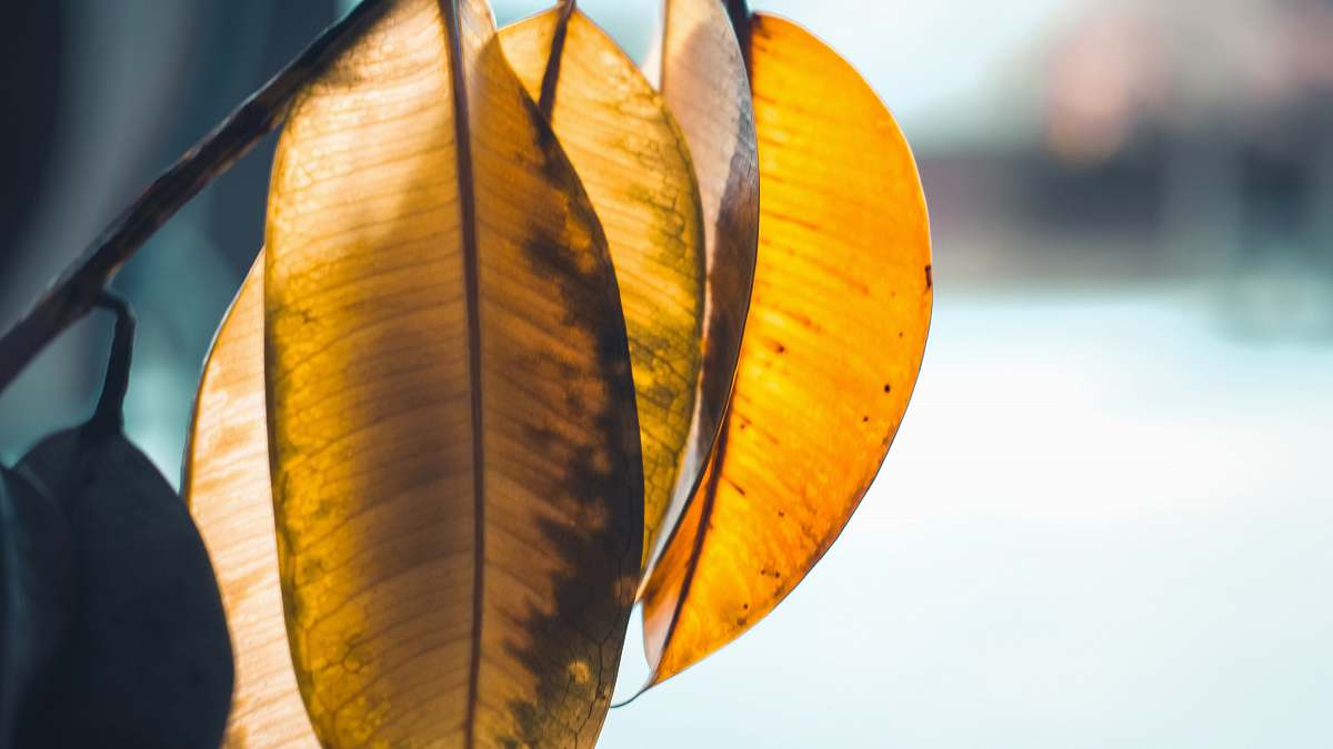leaf selective focus photography of several dried brown leaves orange
