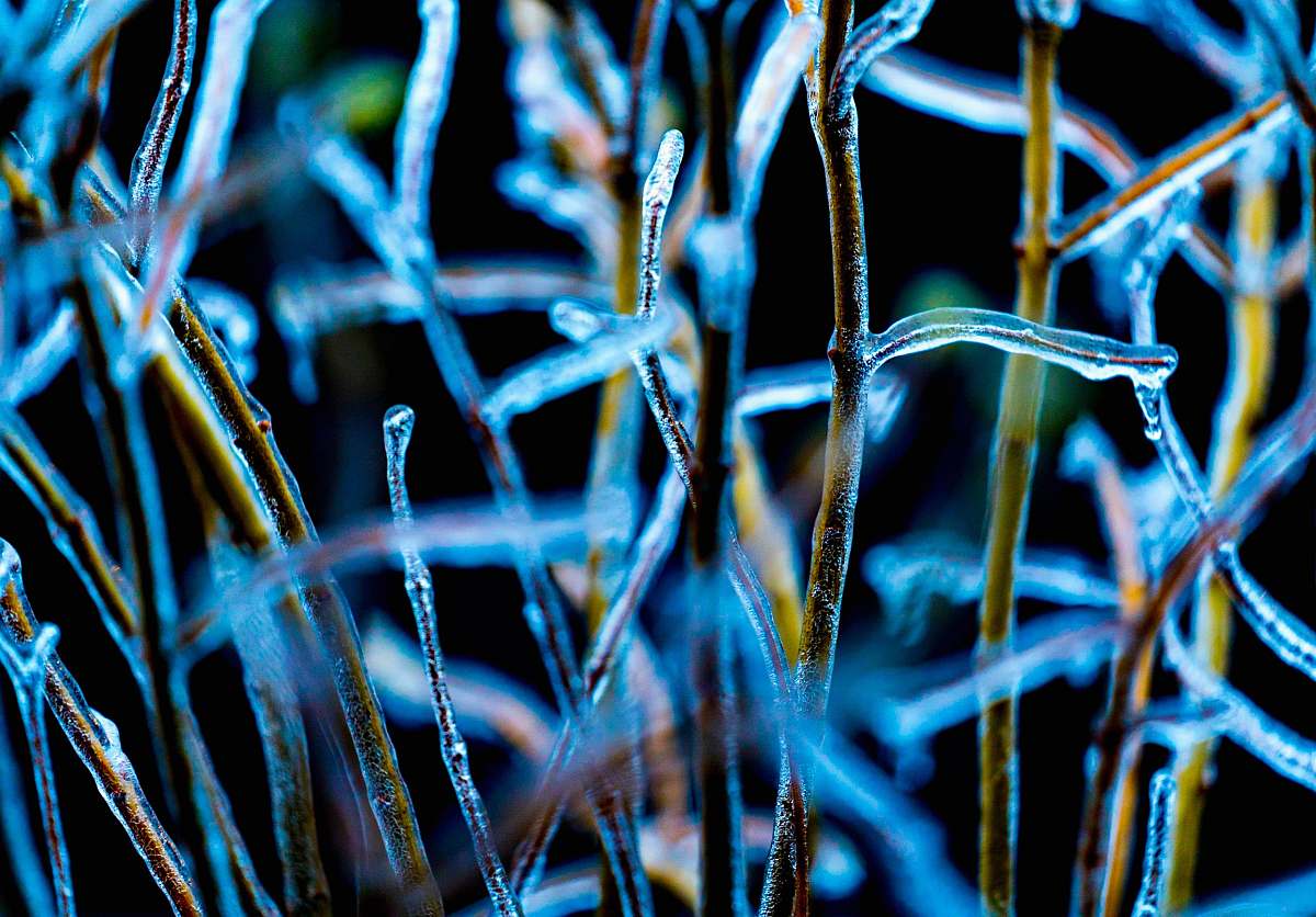 macro shallow focus photo of palnts ice
