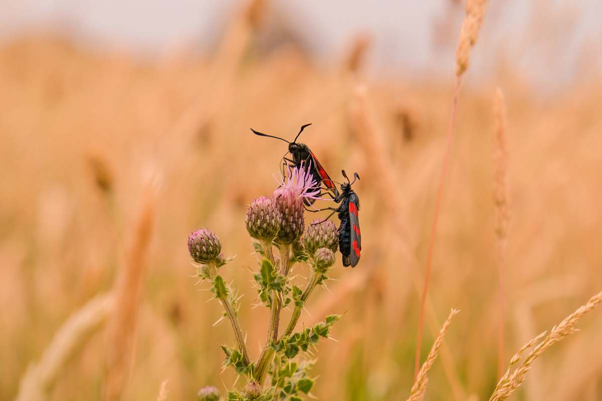 field two bugs on dandelion vegetation