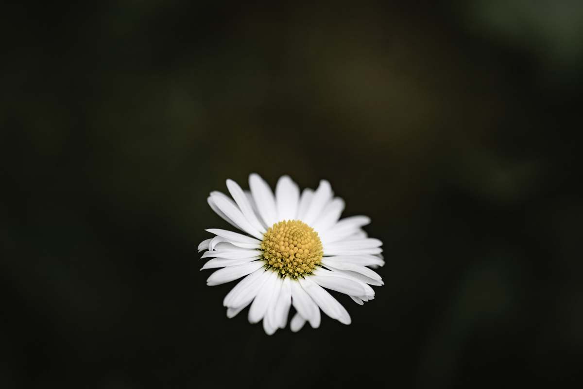 flower white and yellow daisy flower daisy