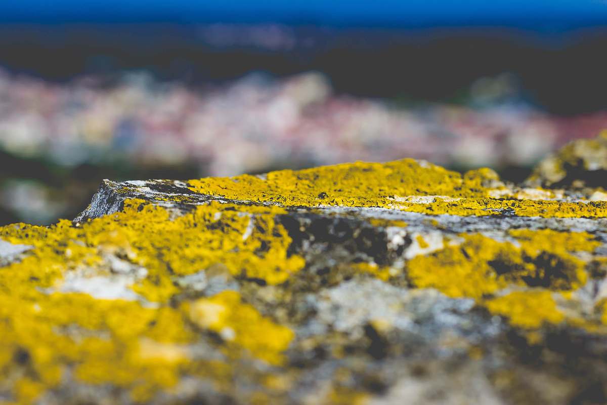 nature selective focus photography of fossil texture