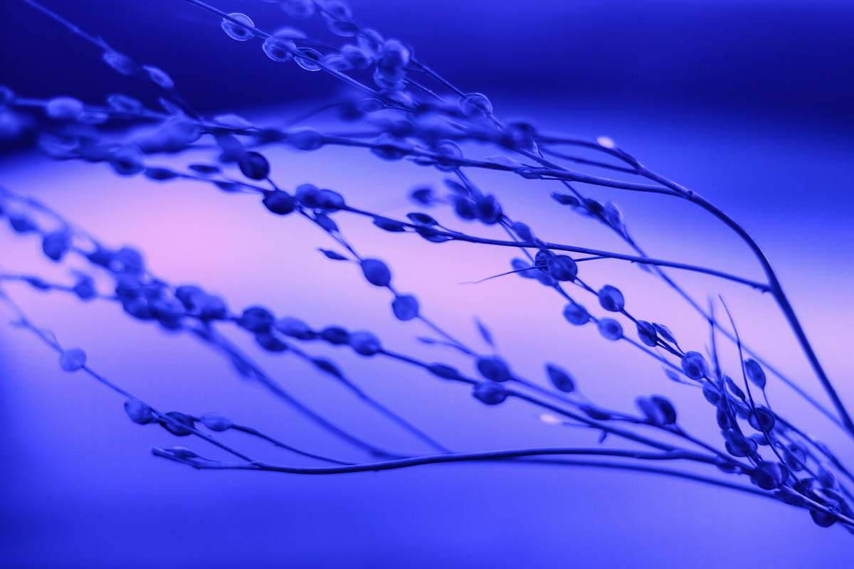 russia close up photography of plant blue