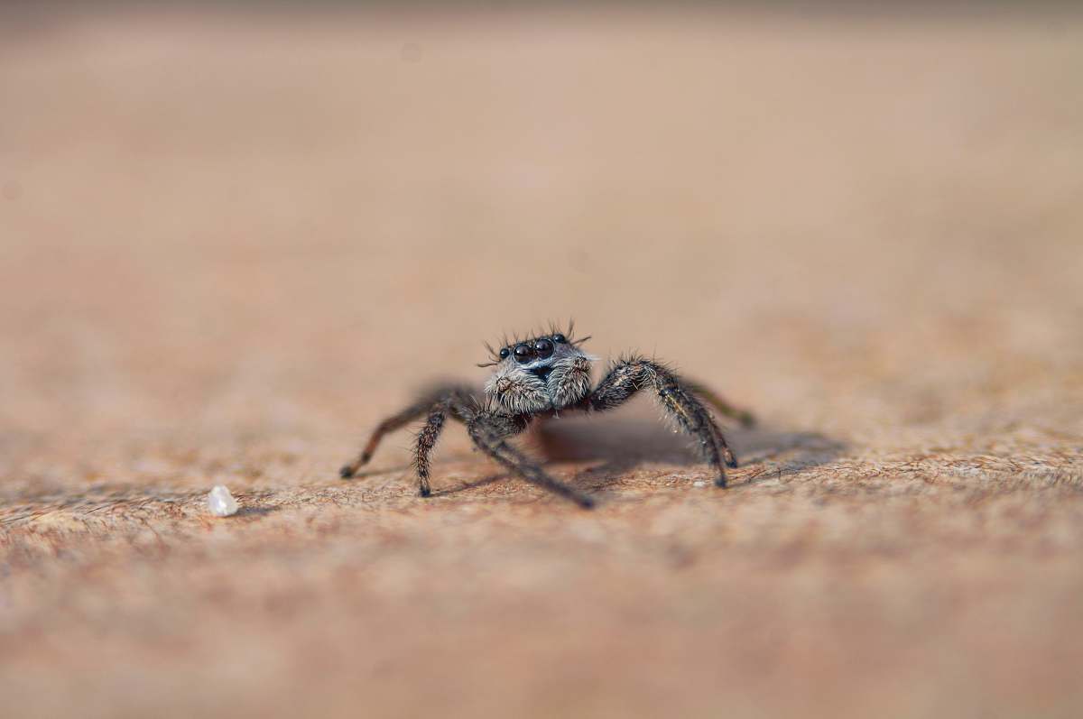 arachnid focus photo of spider invertebrate