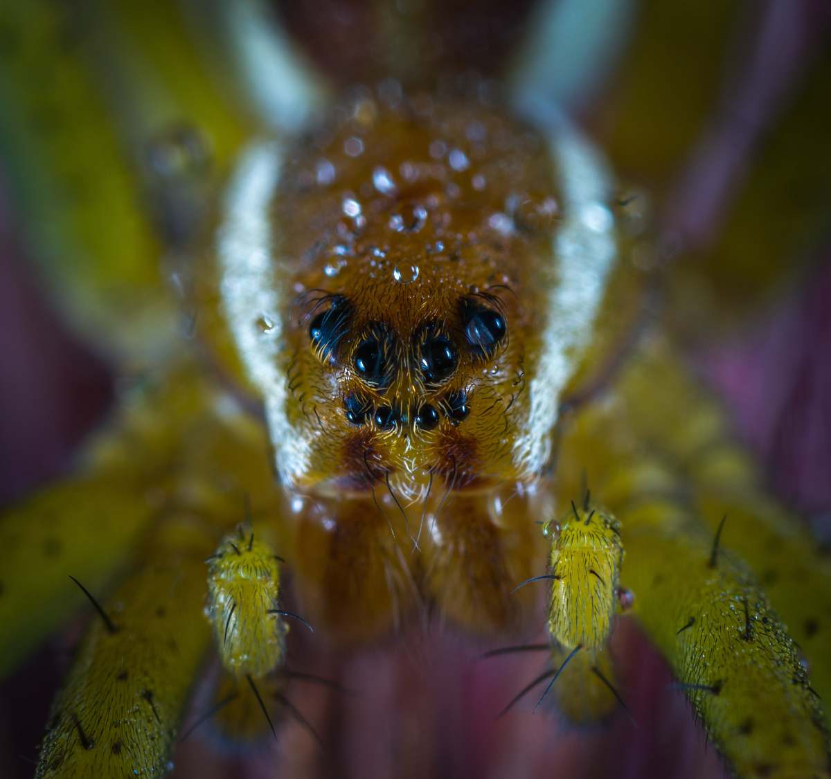 arachnid yellow spider invertebrate