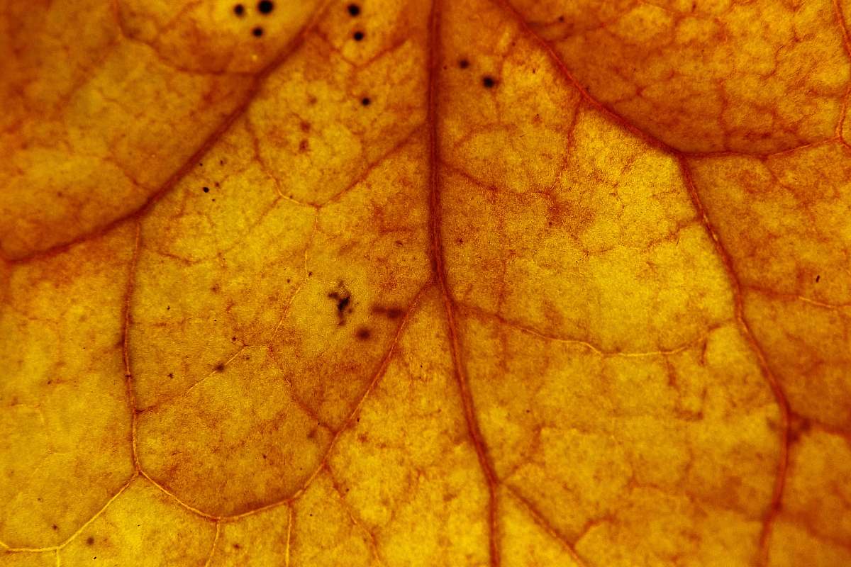 leaf close-up photography of brown leaf autum leafe