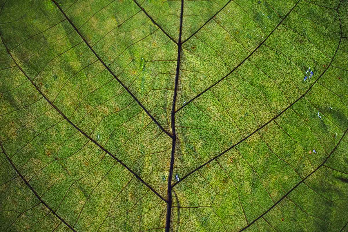 green green leaf close-up photography atzelsberg