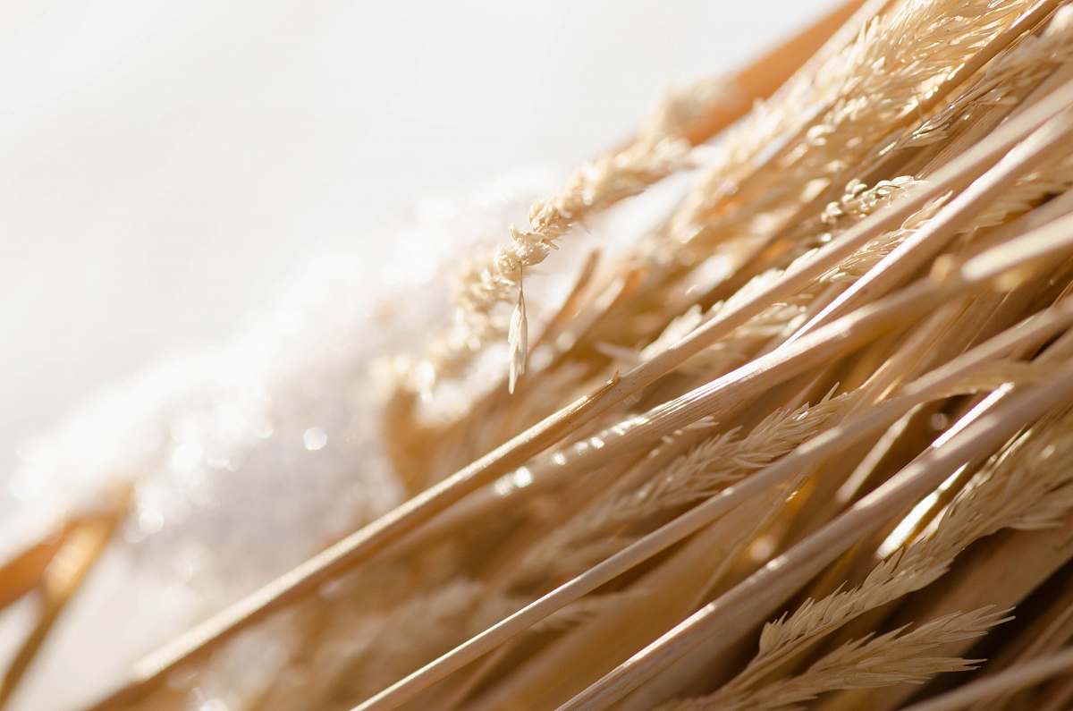 vegetable shallow focus photo of wheat flora