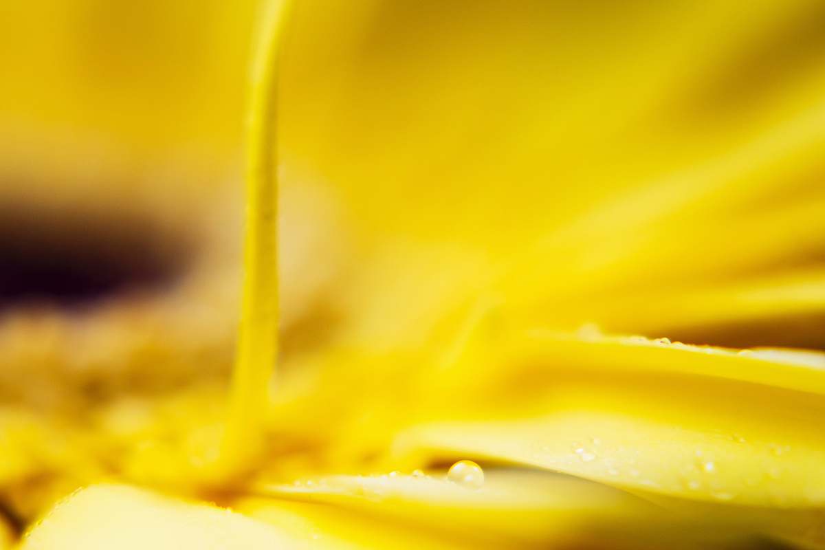 moscow photo of yellow petaled flower russia