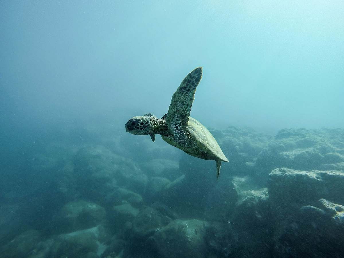 animal brown turtle swimming underwater turtle