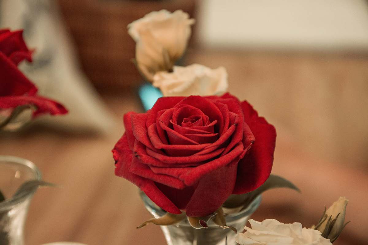 blossom red rose rose