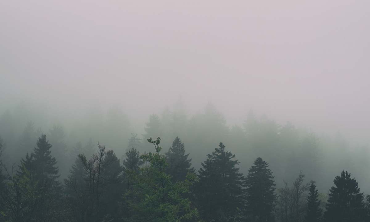 fog forest covered with fogh weather