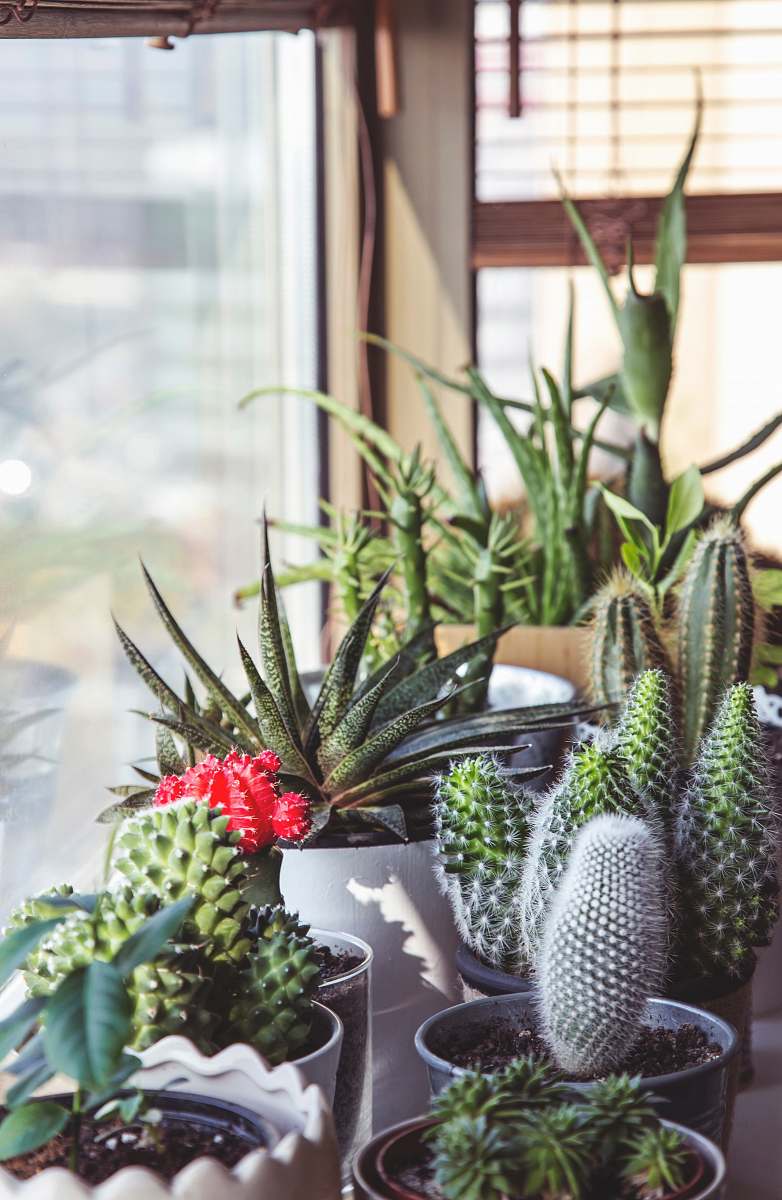 cactus assorted-type cacti succulent