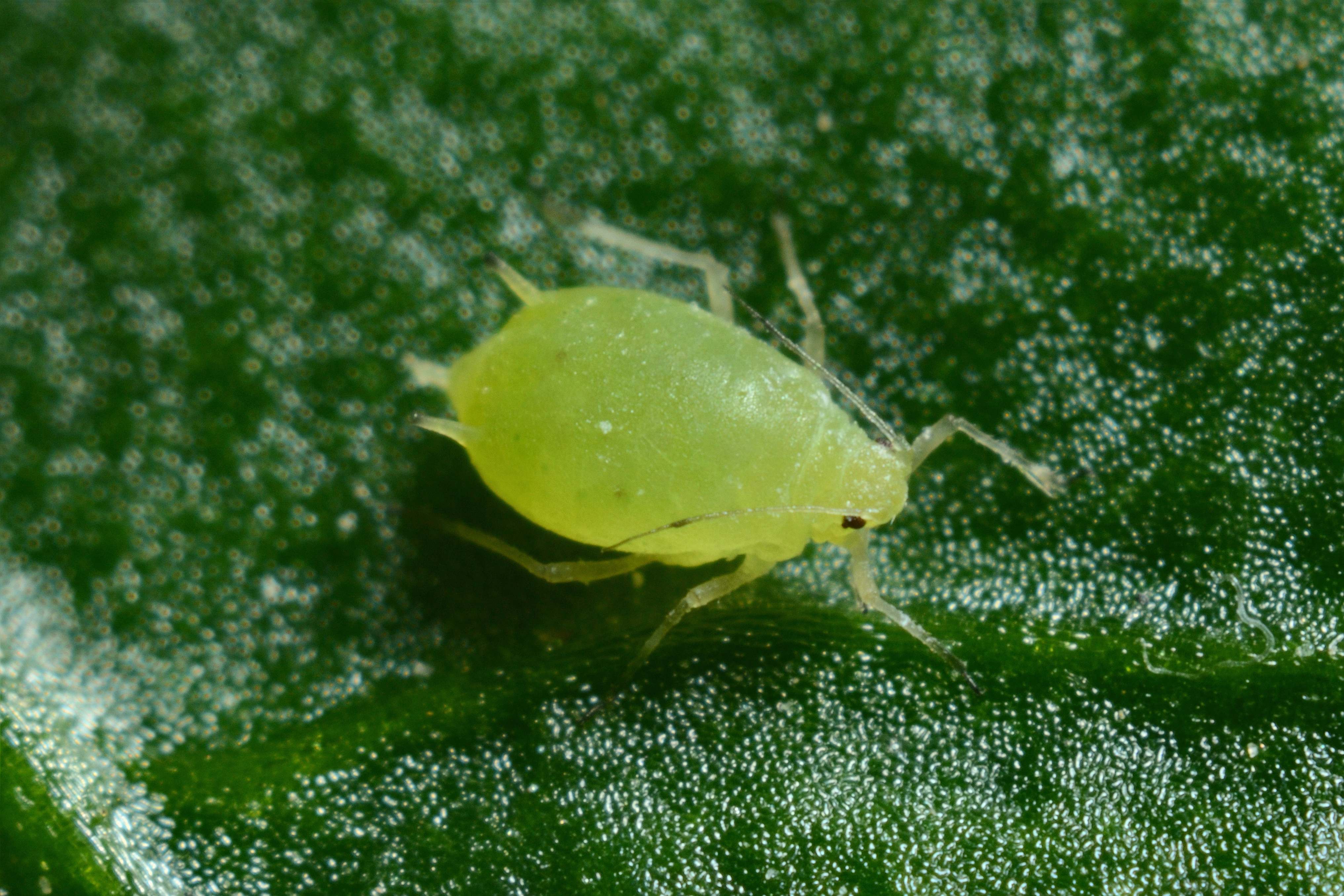 Invertebrate Macro Photography Of Green Aphid Aphid Image Free Photo