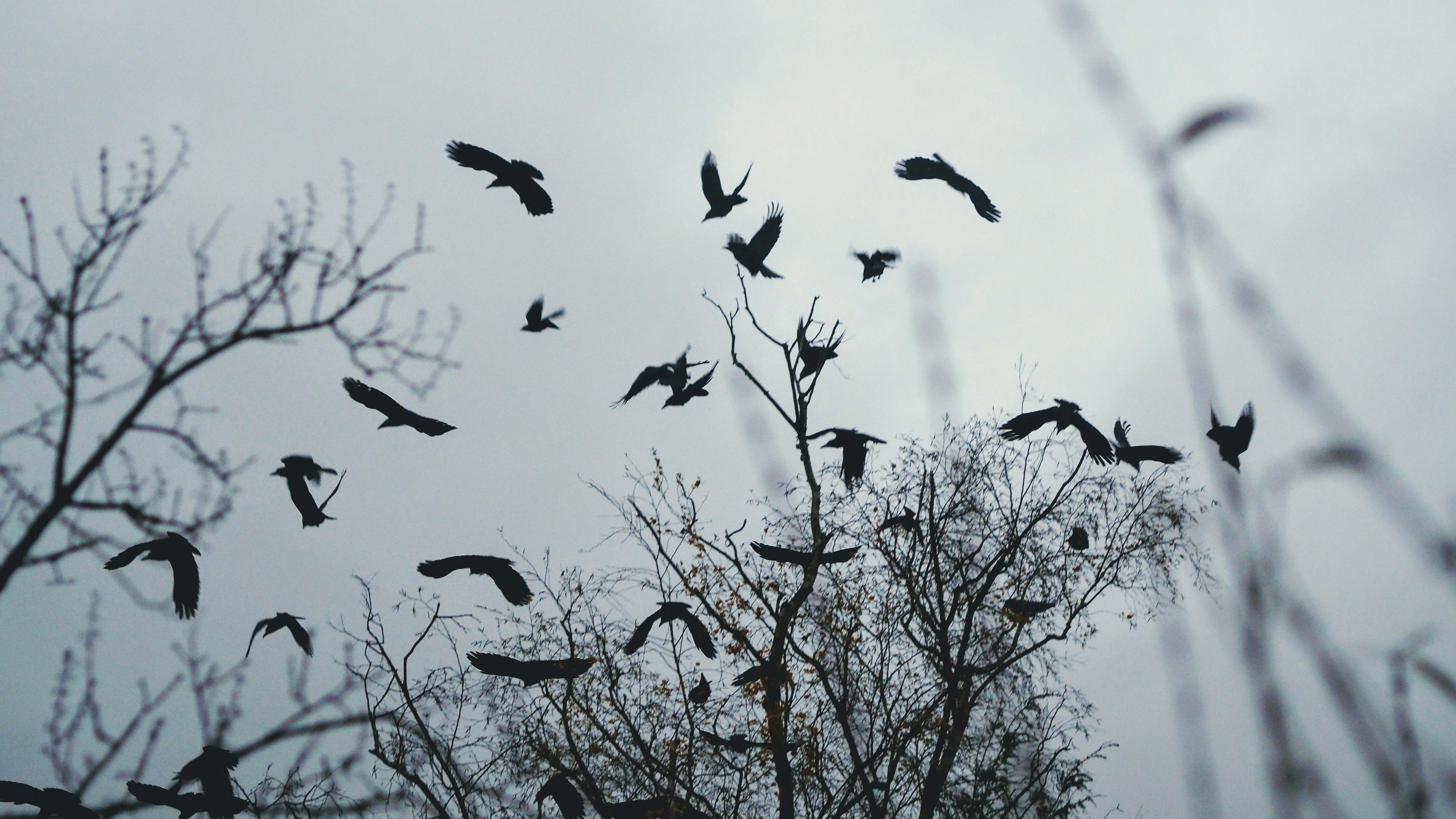 animal birds flying above bare tree during day bird Image Free Stock