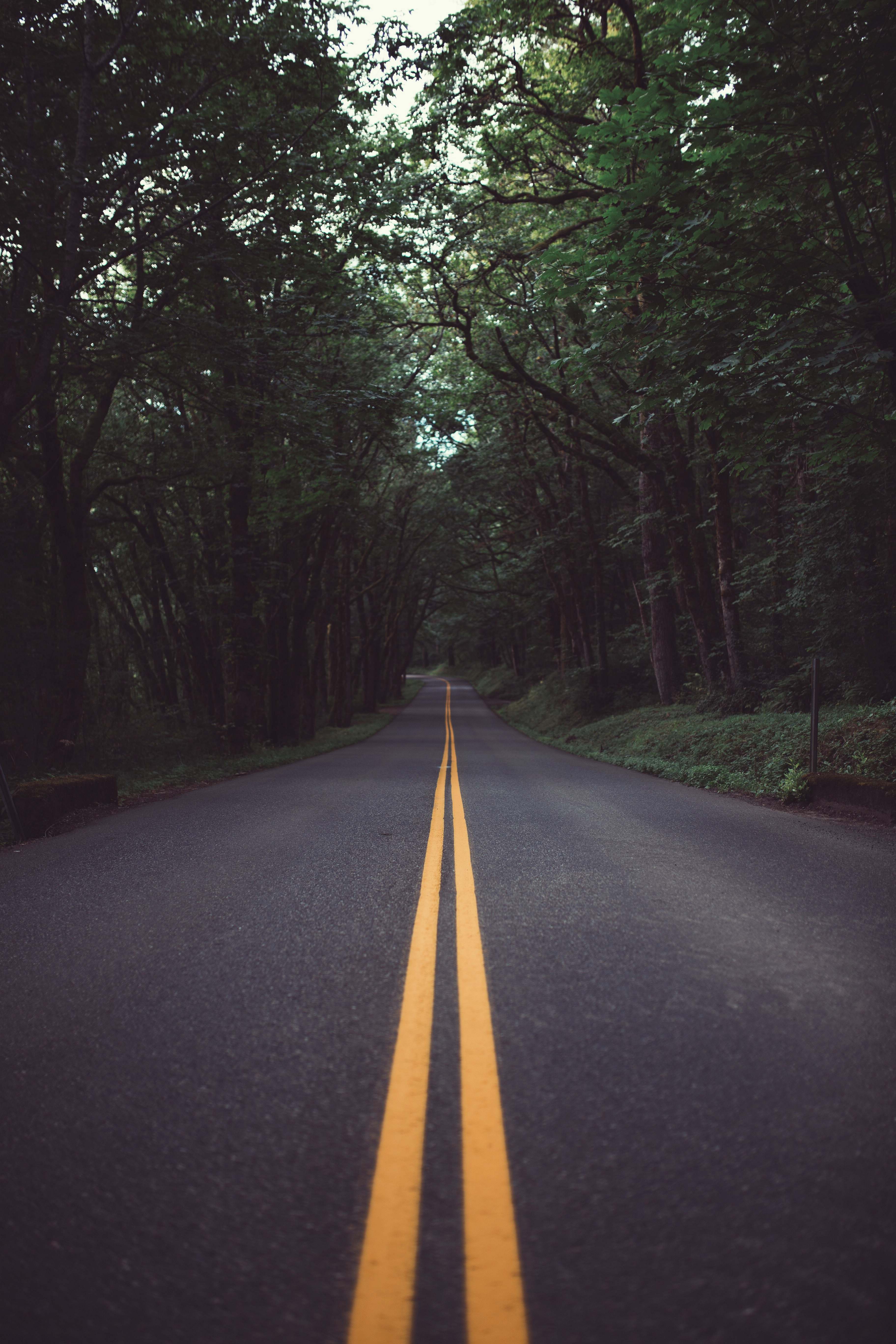 Trees Road Surrounded By Trees Portland Image Free Photo