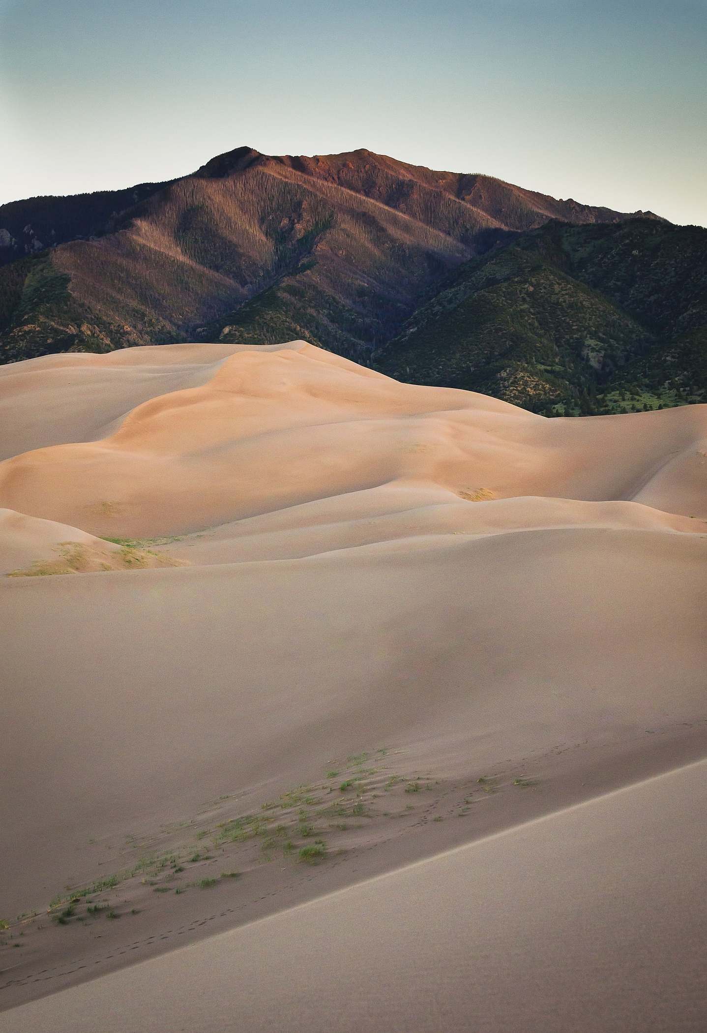 dune simonne brown