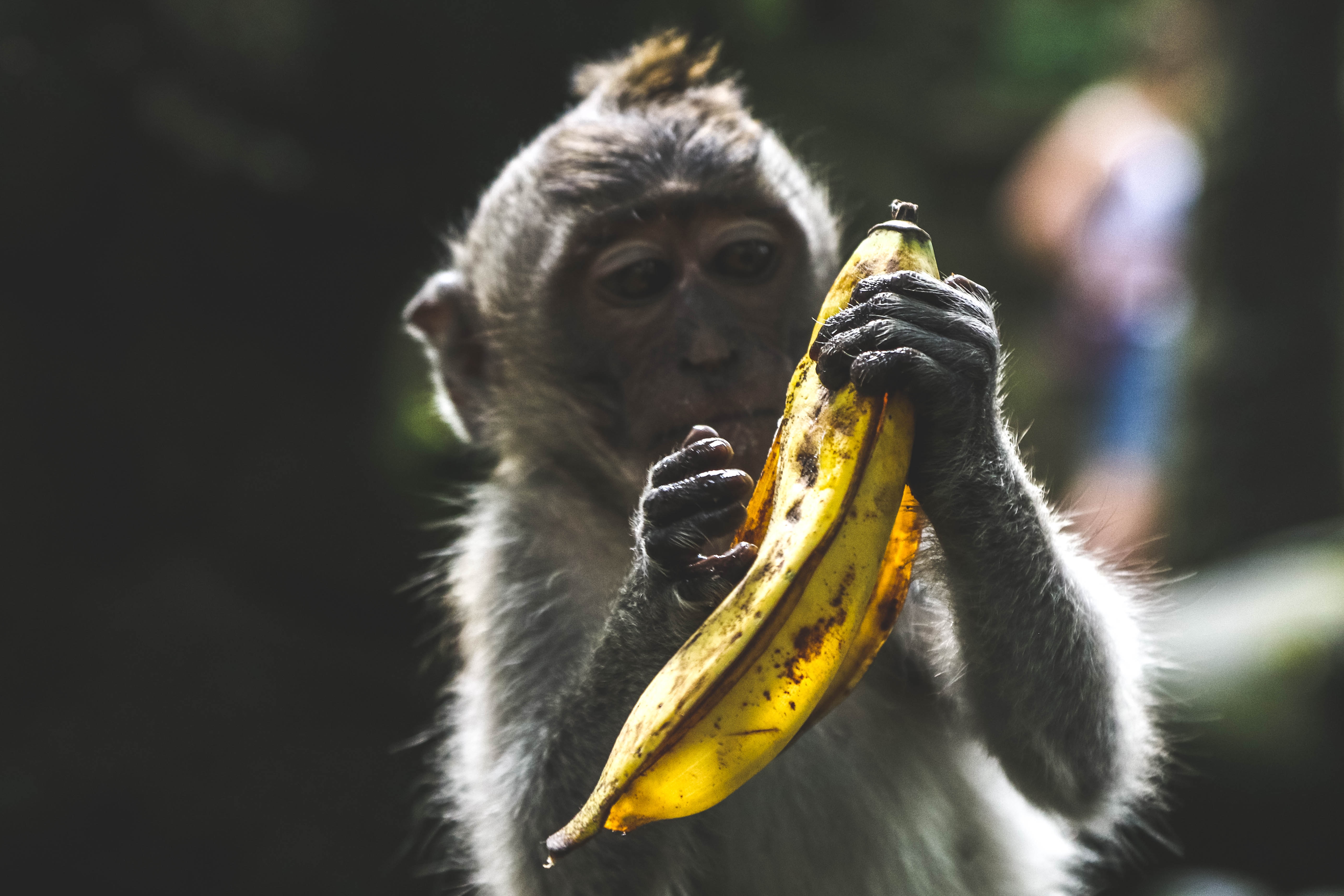 monkey holding banana stuffed animal