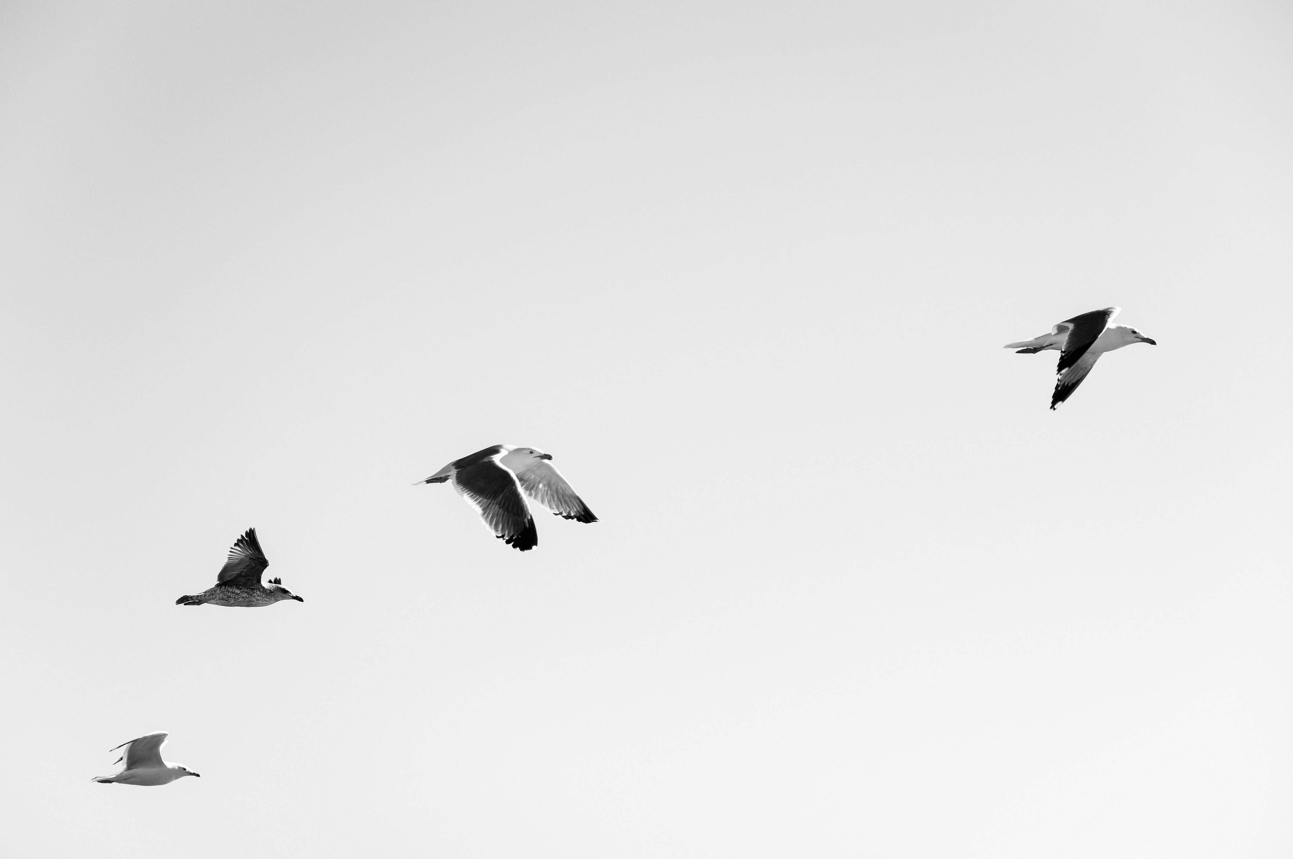 Flock Black And White Birds Flying Image - Free Stock Photo