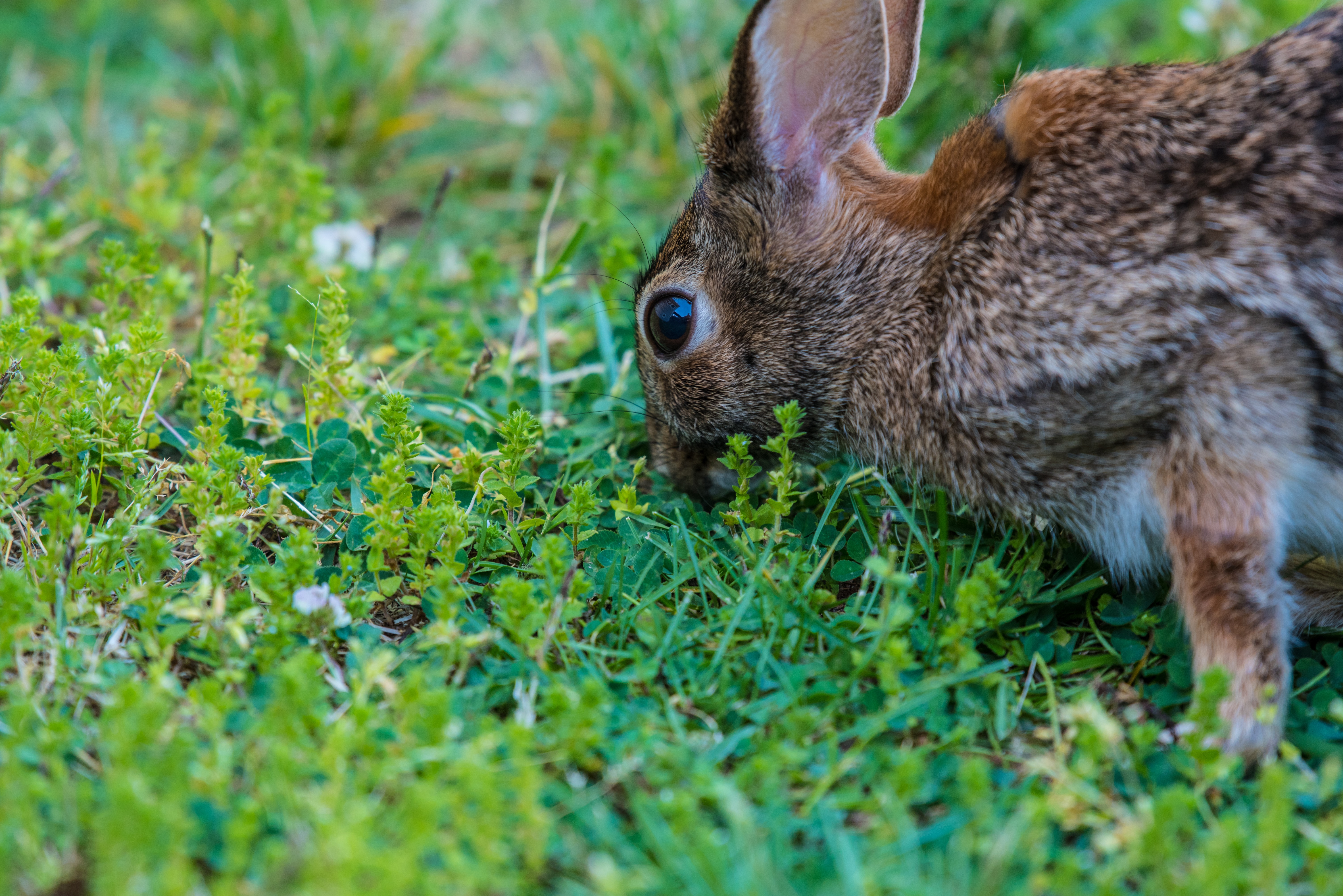 Brown Rabbit Eating Green Grass At Daytime Image Free Photo