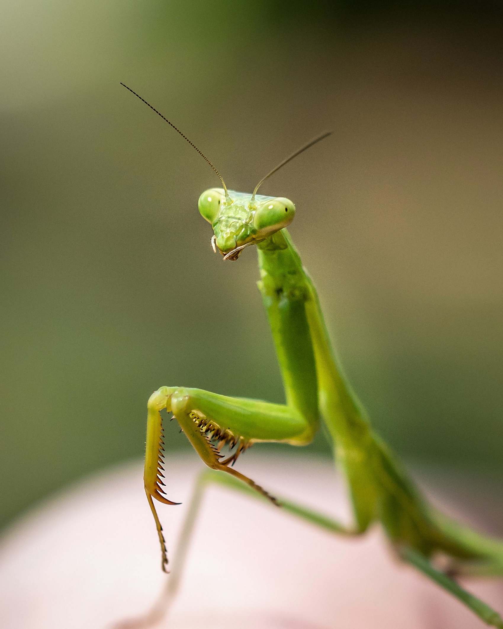 Animal Close Up Photo Of Green Praying Mantis Invertebrate Image Free Photo