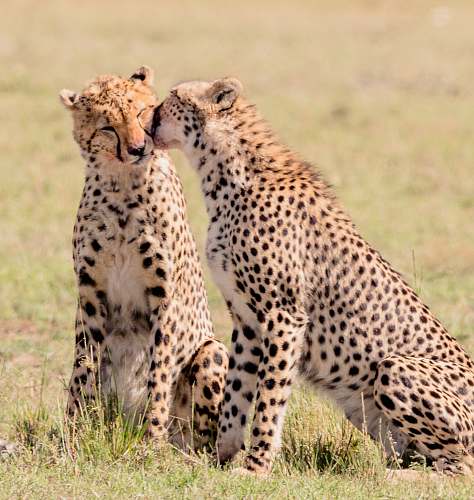 cheetah 2 cheetahs at field during daytime mammal