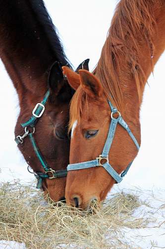 mammal two horses eating hay horse