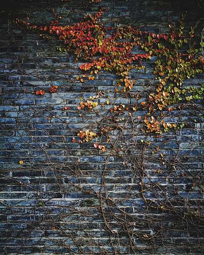 texture green leafed plant on wall plant