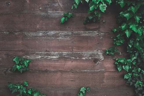 ivy green vine plant beside wall flora