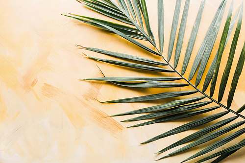 plant palm leaf tropical