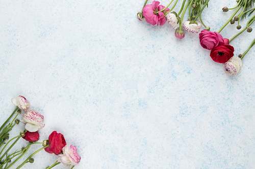 blue pink and white flowers on white surface flower