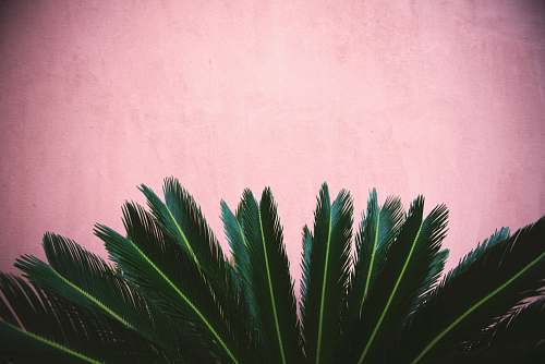 plant zago plant pink