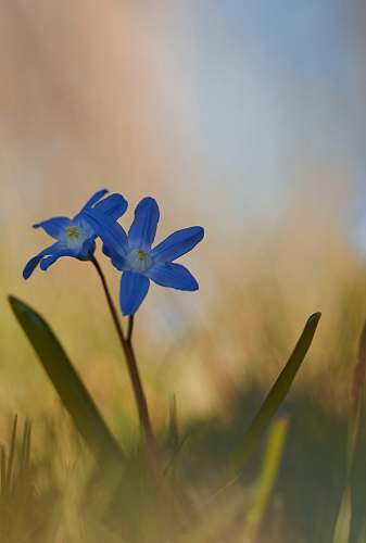 flora blue petaled flowers plant